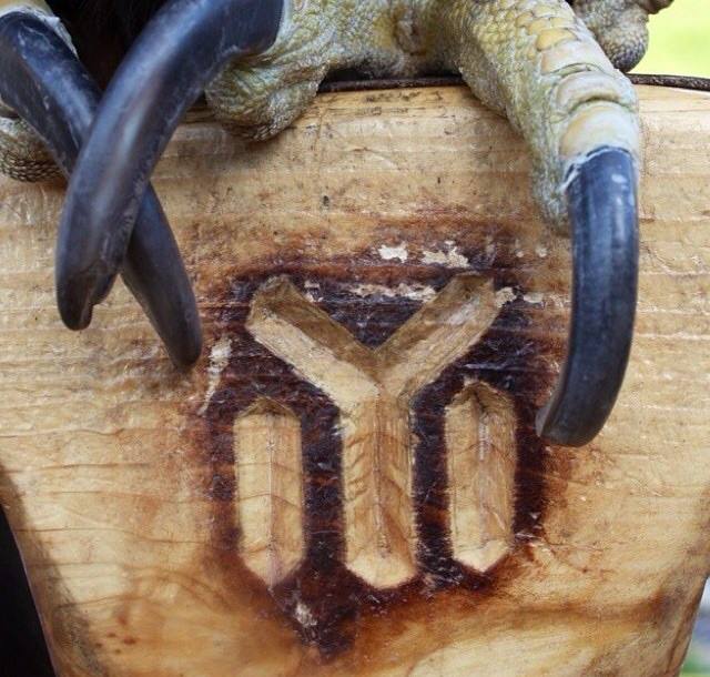 10923599_333818460154828_2836756266147283336_n