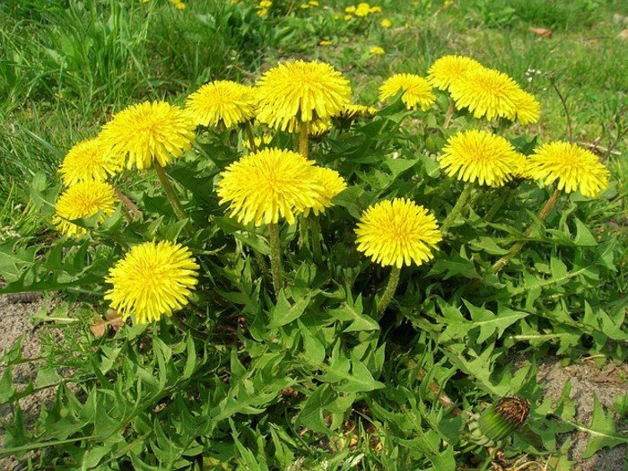 Löwenzähne-sind-auch-schädig-für-die-Ernte